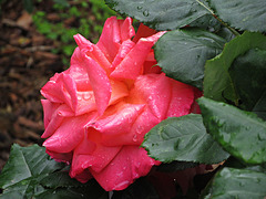 l'orage la pluie et voila les roses fleurissent,,,
