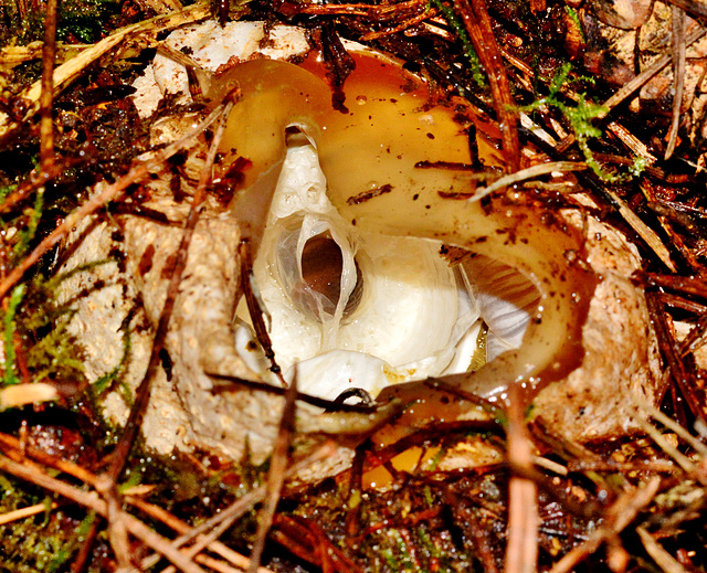 Exposed Stinkhorn "egg"