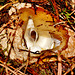 Exposed Stinkhorn "egg"