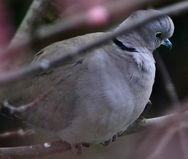 Collared Dove