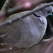 Collared Dove