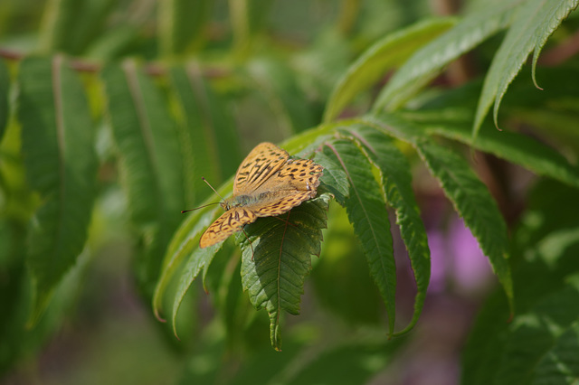 Silver Washed Fritillary Butterfly