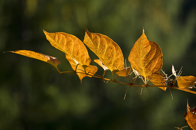 The autumn in its highest expression