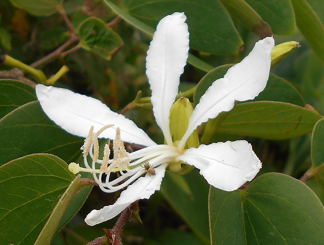 DSCN1430a - pata-de-vaca Bauhinia forficata, Fabaceae Caesalpinioideae