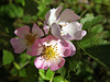 dog rose