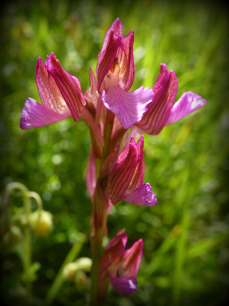 orchidea farfalla