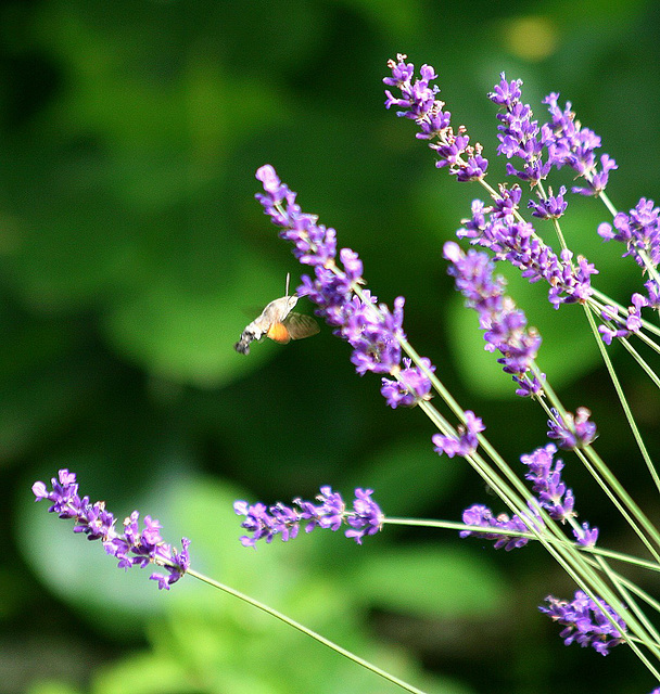 Le papillon colibri en visite aux lavandes