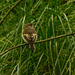 Young Pied Flycatcher