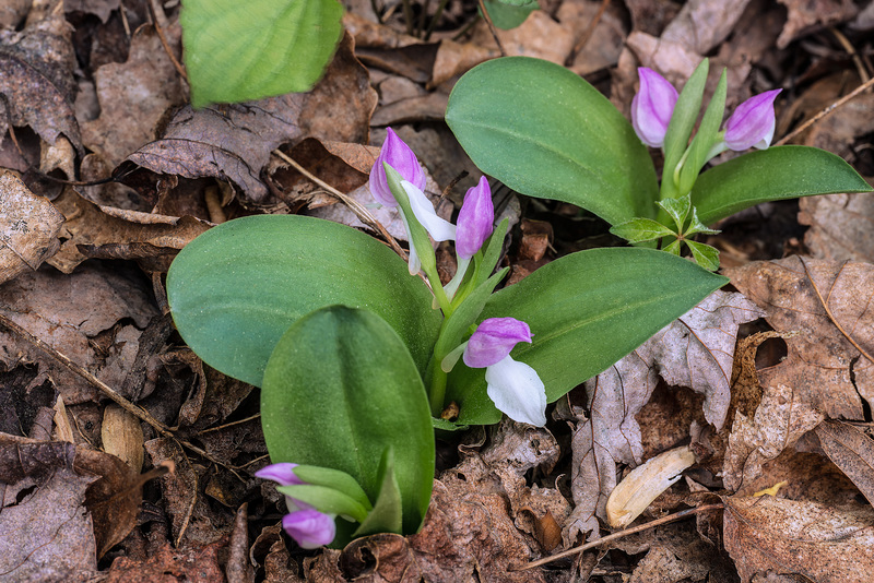 Galearis spectabilis (Showy orchis)