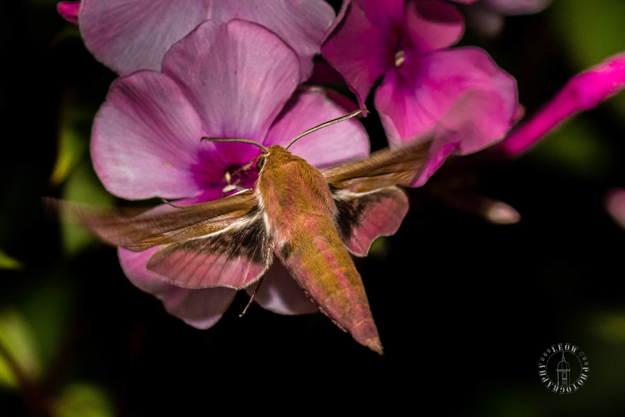 Mittlerer Weinschwaermer (Deilephila elpenor)