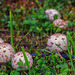 Pilz Kurve SSC