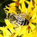 20230722 2795CPw [D~LIP] Jakops-Greiskraut, Bindensandbiene (Andrena flavipes), BS