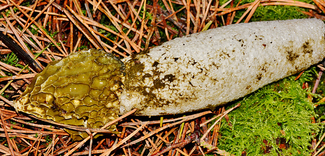 Stinkhorn. Phallus impudicus