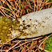 Stinkhorn. Phallus impudicus