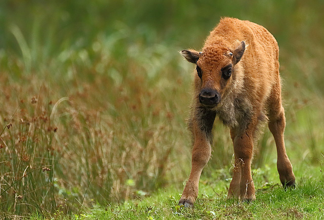 Jeune bison européen