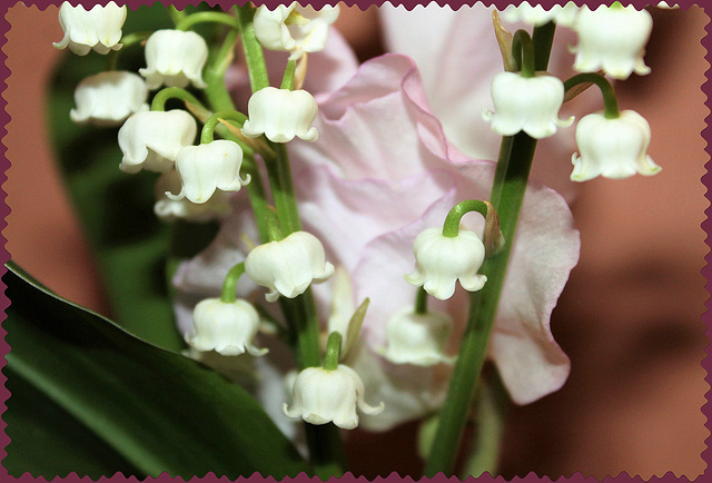 un brin de muguet offert par ma petite-fille Clémence !