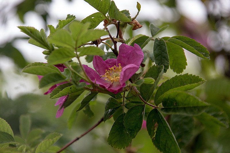 20160529 1787VRAw [D~LIP] Rose, UWZ, Bad Salzuflen