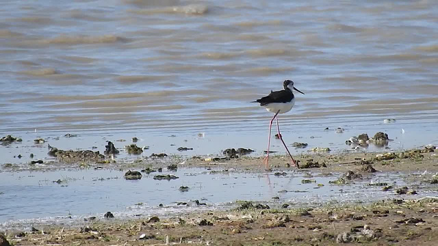 20170518 1597CP~V [H] Stelzenläufer, Brandgans, Neusiedler See, [Fertöüjlak]