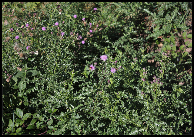 Cirsium arvense (2)