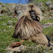 Ethiopia, Simien Mountains, Male of Gelada