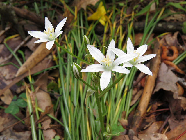 Nothoscordum bivalve