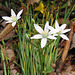 Nothoscordum bivalve