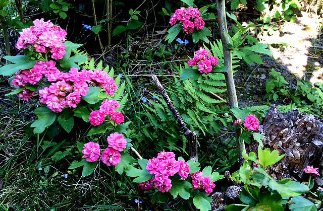 Printemps au jardin