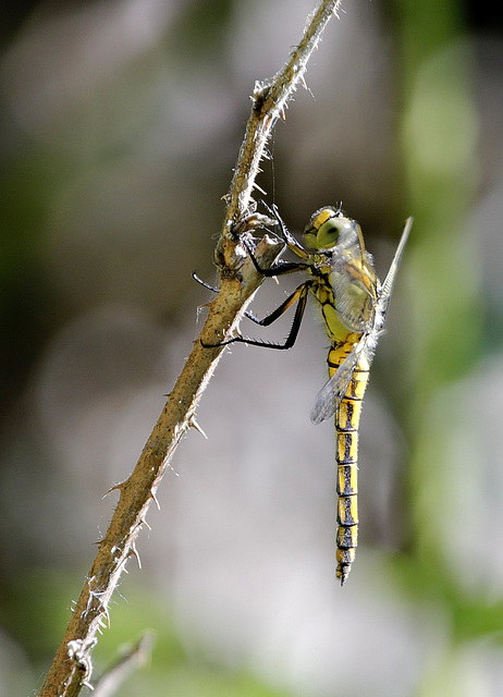 Profil de Madame Orthetrum réticulé