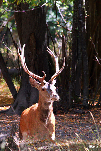 2eme cerf