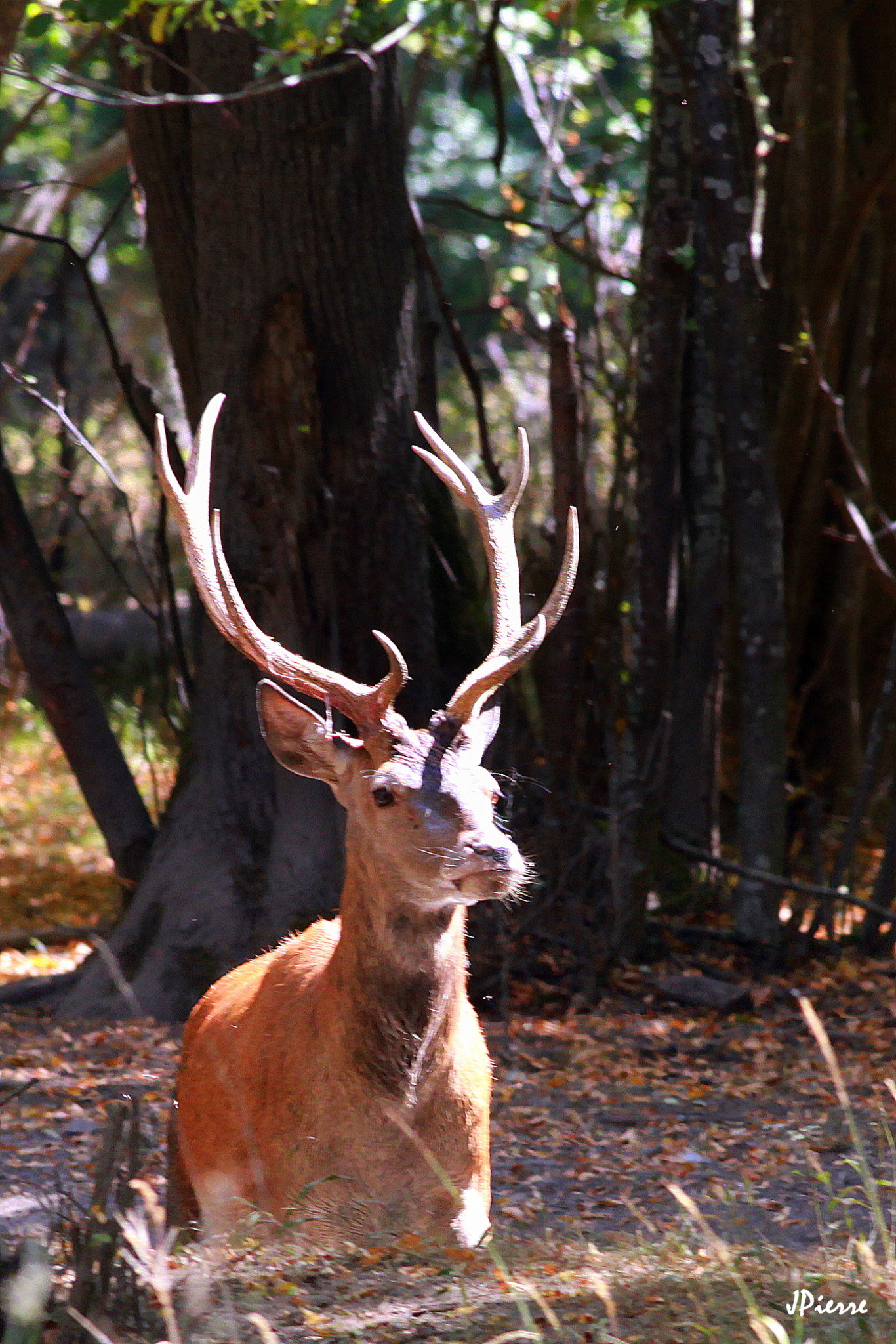 2eme cerf