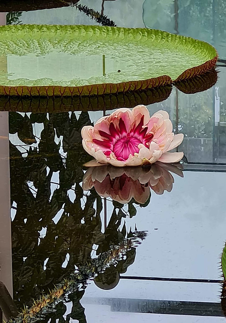 Victoria waterlily after fertilisation