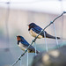 Swallows at Deep Clough Farm-1