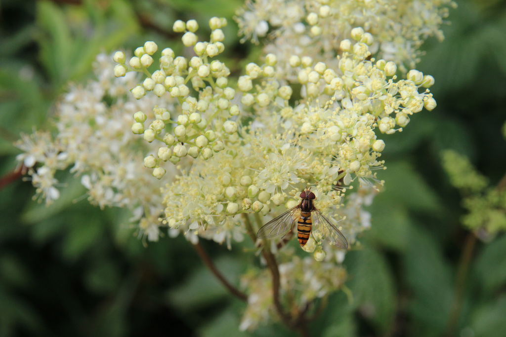 Mädesüß mit Schwebfliege