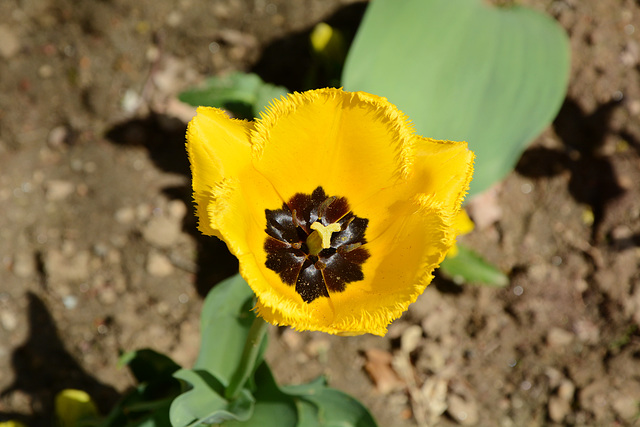 Bulgaria, Yellow Poppy Flower