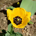 Bulgaria, Yellow Poppy Flower