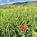 Spring in Umbria.