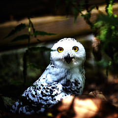 20240908_halberstadt tiergarten (d800+d2x)