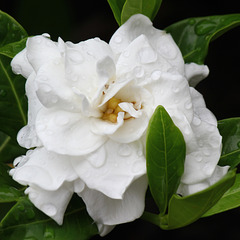 Gardenia