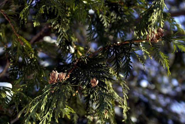 spruce nuts