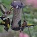 Food Fight. Goldfinches