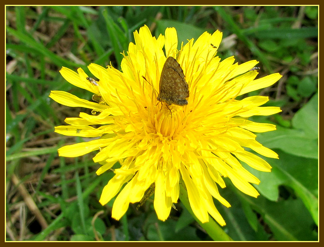 Butterfly on Dandelion.