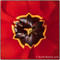 Deep inside a Tulip