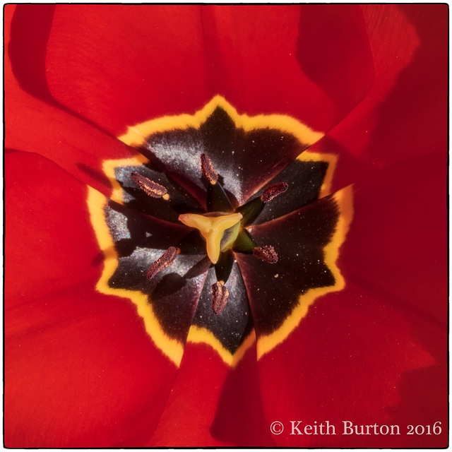 Deep inside a Tulip