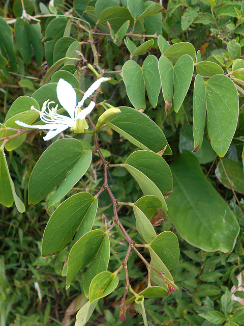 DSCN1432 - pata-de-vaca Bauhinia forficata, Fabaceae Caesalpinioideae