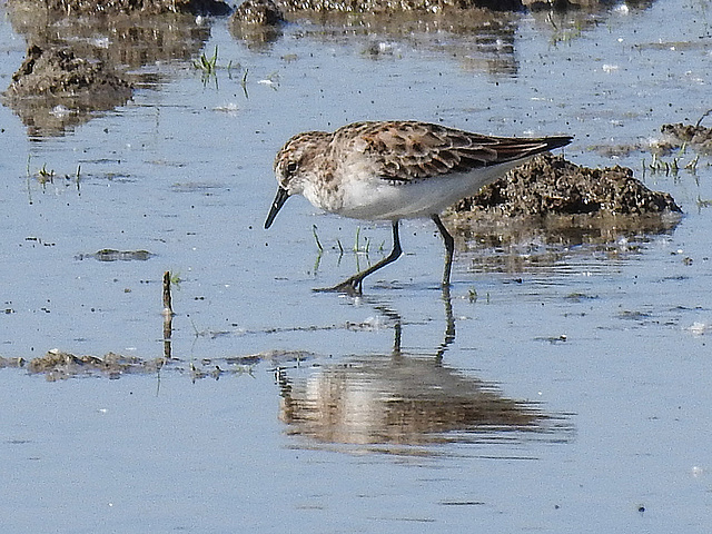 20170518 1571CPw [A+H] Sanderling (Calidris alba), Neusiedler See