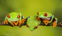 Red Eye Tree Frog Trio