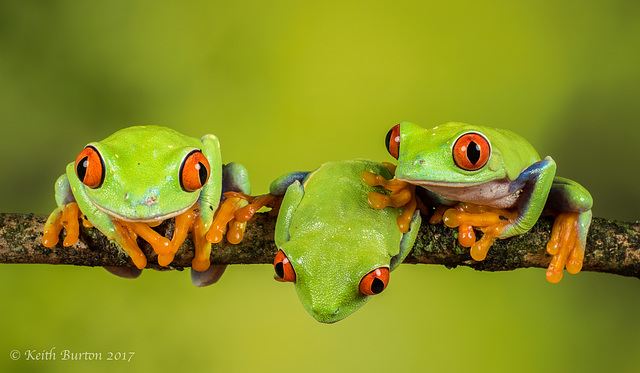 Red Eye Tree Frog Trio