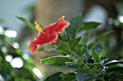 Hibiscus