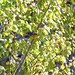 Day 12, is this a Blackburnian Warbler (male)?