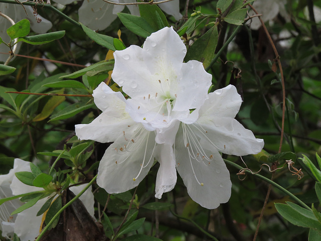 White azalea